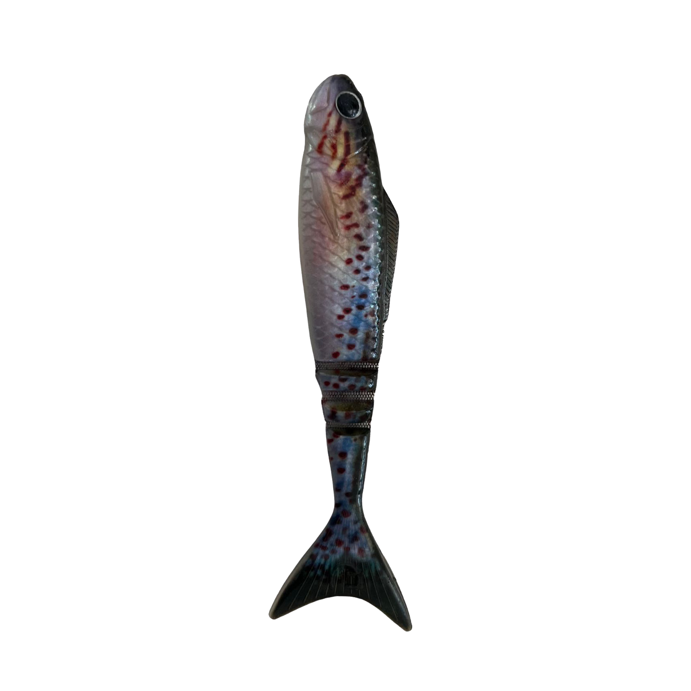 Lunar Wedgetail - Gudgeon (3PK)